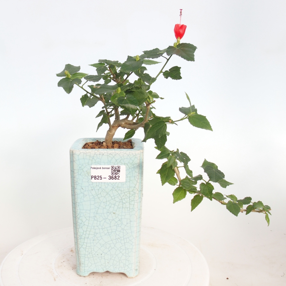 Izbový bonsaj - Malvaviscus arboreus