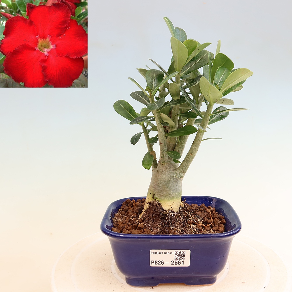 Izba bonsai – Adenium obesum Red Star – Púštna ruža