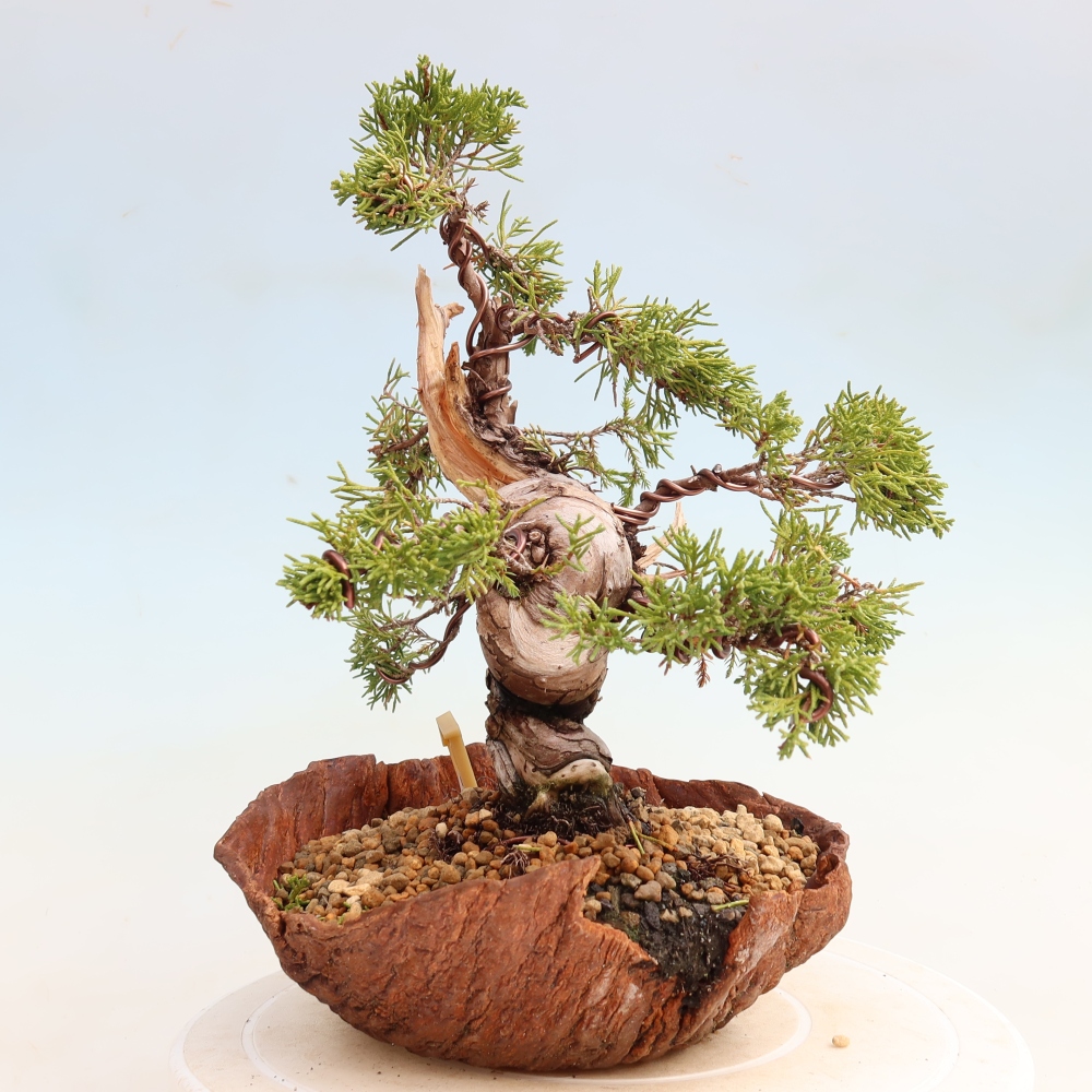 Vonkajší bonsai – Juniperus chinensis Itoigawa – čínsky jalovec