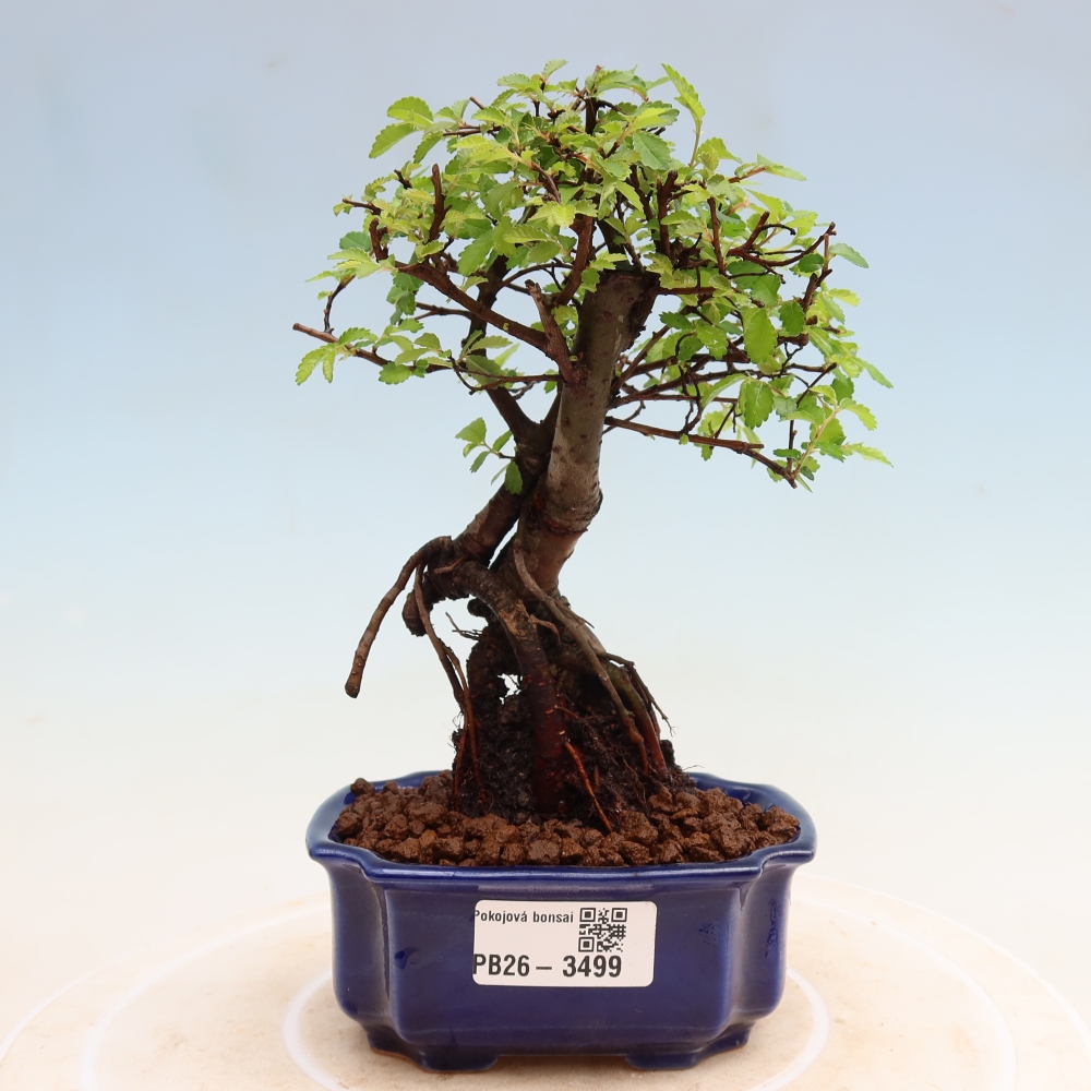Izbový bonsaj - Ulmus parvifolia - brest malolistý