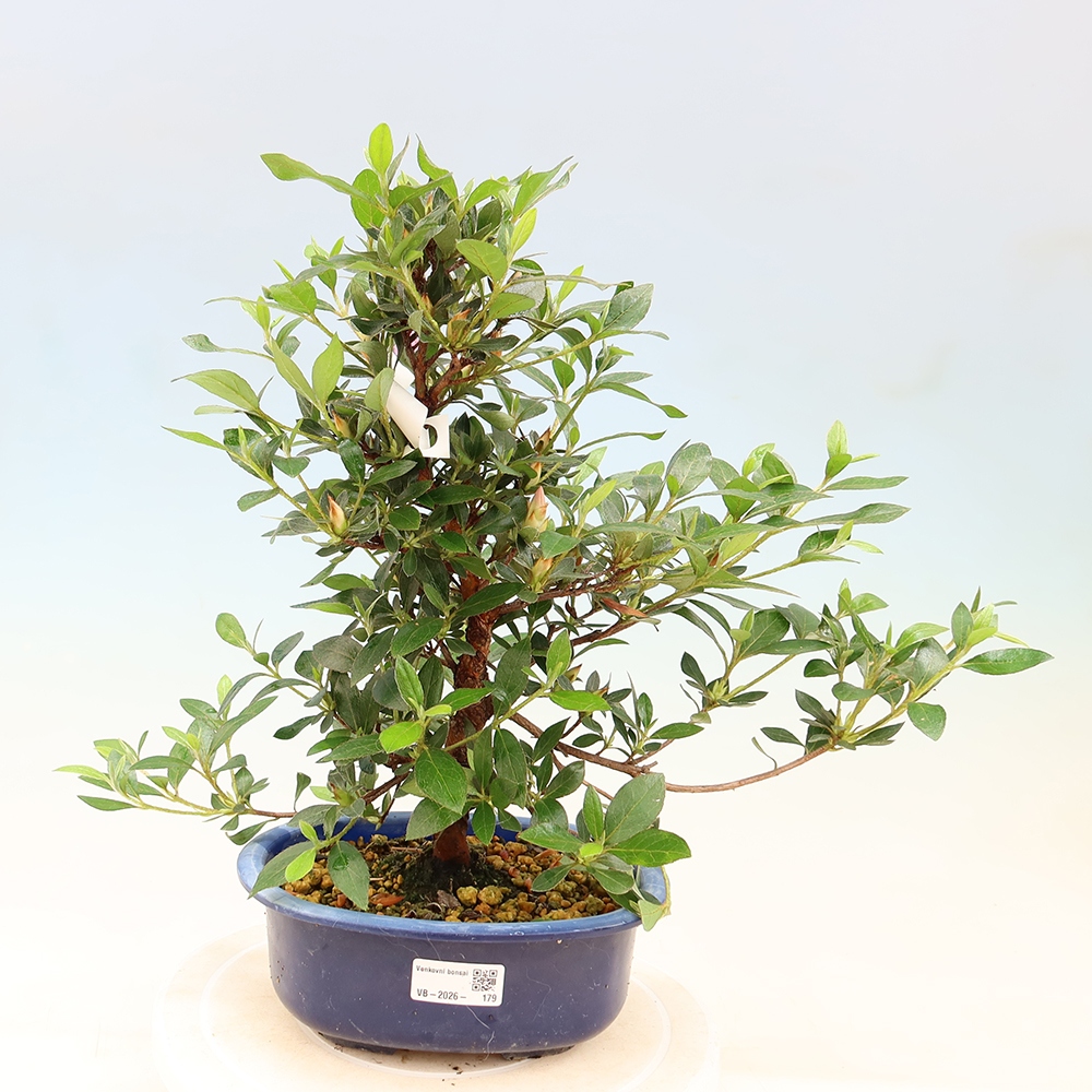 Vonkajšie bonsaje - Japonské azalky - Azalea Shinsei