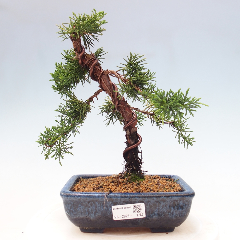 Vonkajší bonsai - Juniperus chinensis Kishu -Jalovec čínsky