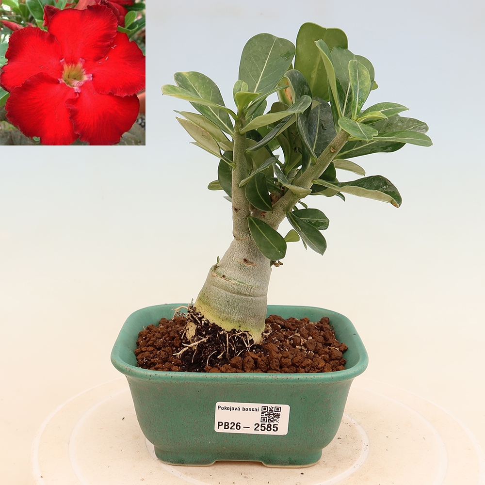 Izba bonsai – Adenium obesum Red Star – Púštna ruža
