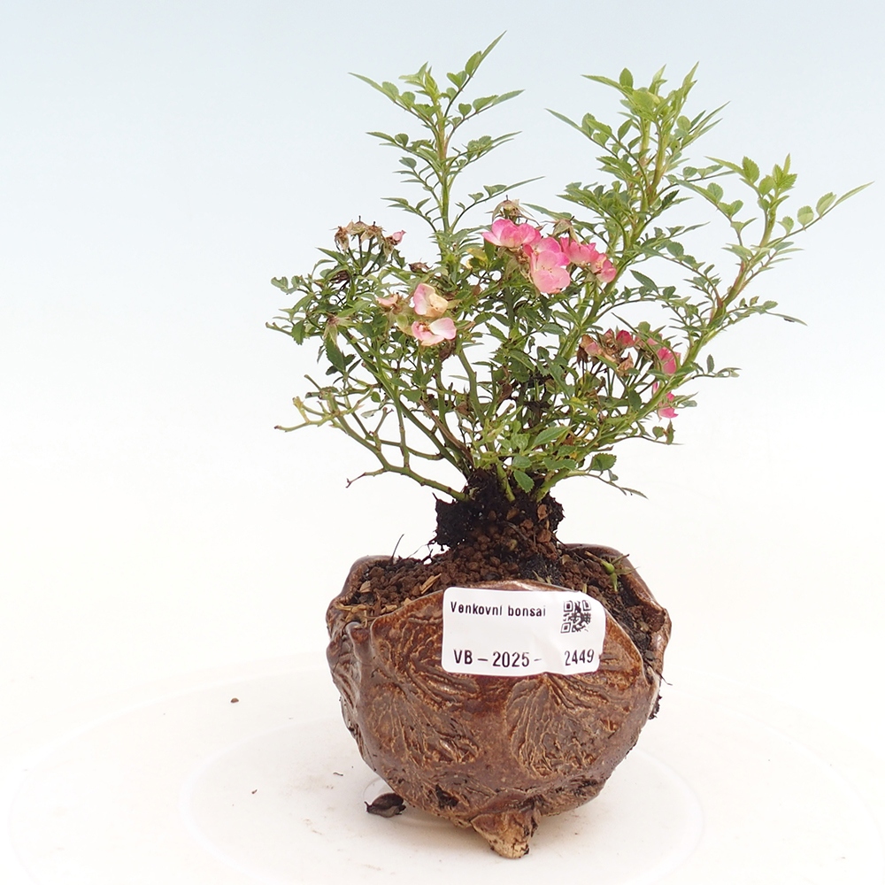 Vonkajší bonsai - Rosa Cutie Pie - Ruže 