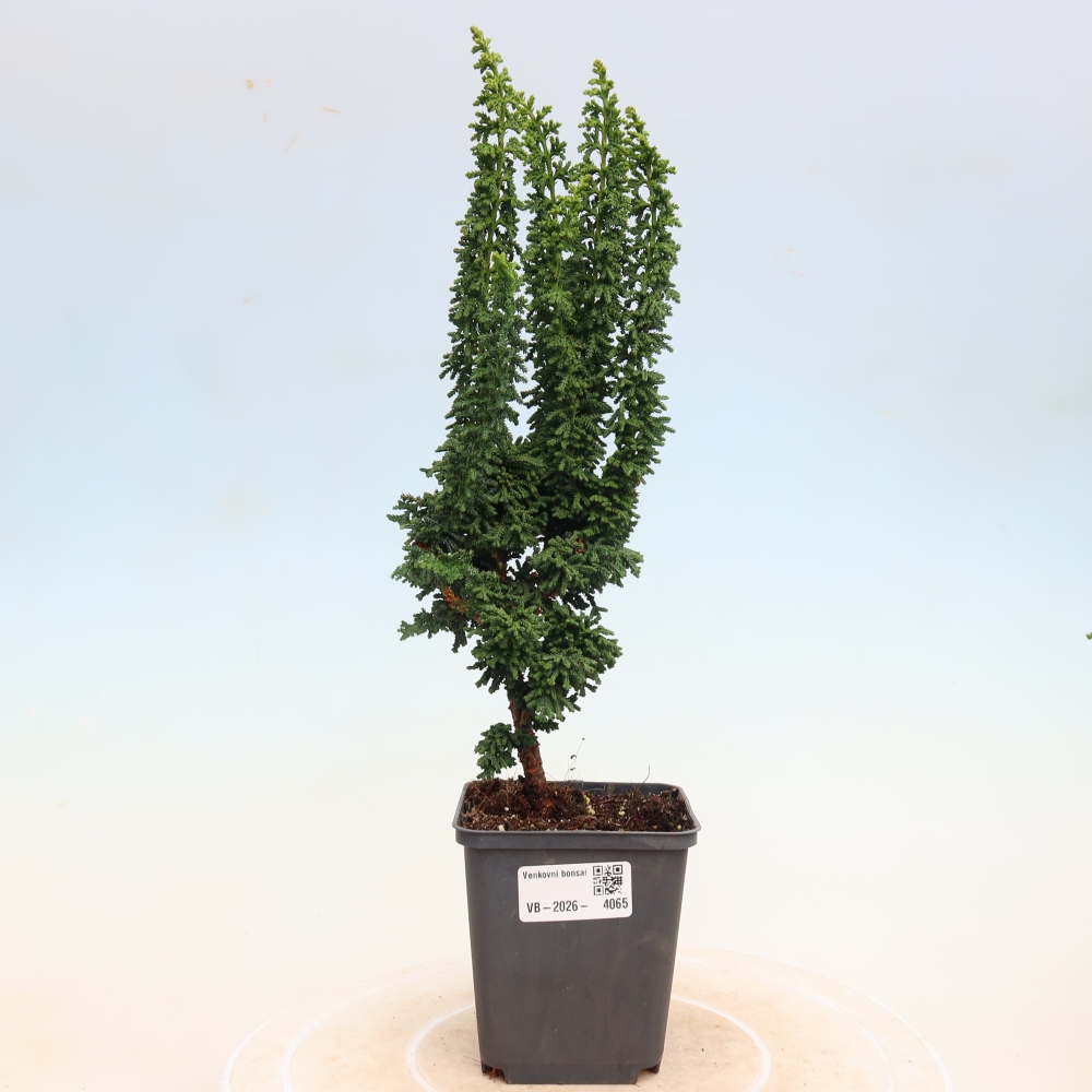 Vonkajší bonsaj - Cham. obtusa SEKKA HINOKI - Cypruštek