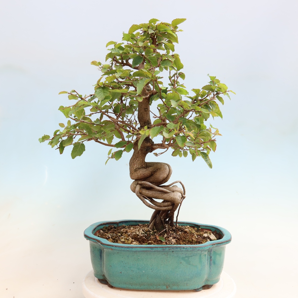 Vonkajšie bonsaje -Carpinus CARPINOIDES - Hrab kórejský