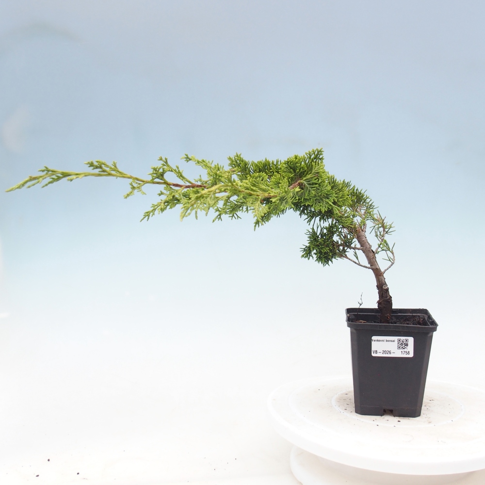 Vonkajší bonsaj - Juniperus chinensis Itoigawa