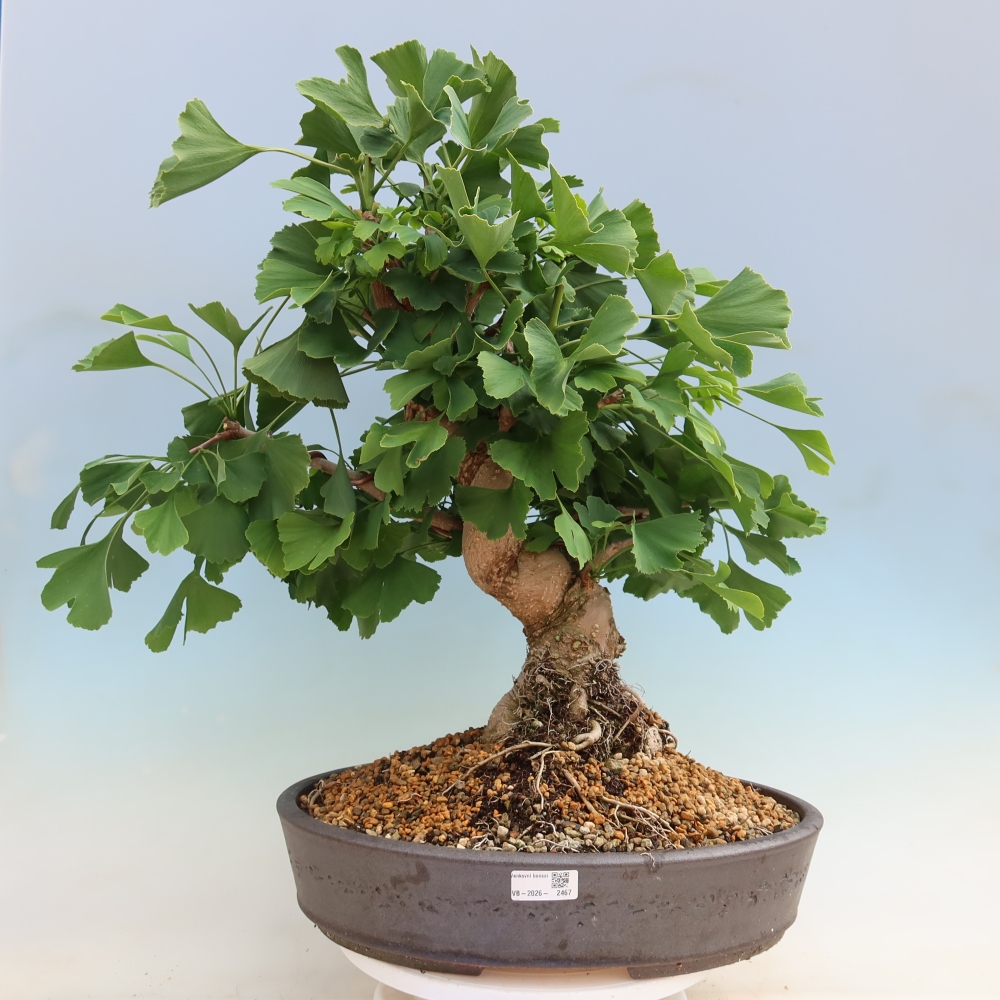 Vonkajšie bonsaje - Ginkgo biloba - Ginkgo biloba
