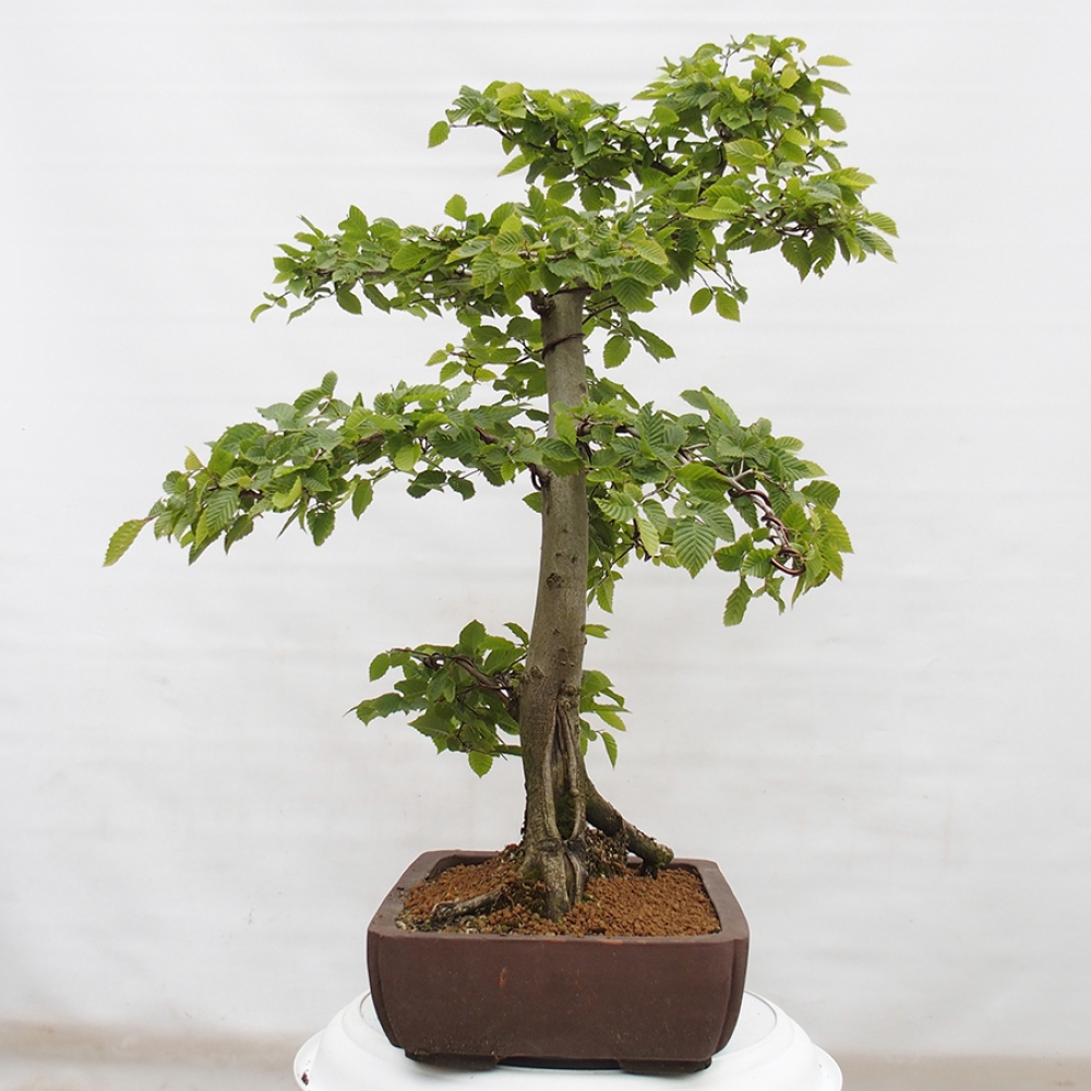 Vonkajší bonsai - Hrab obyčajný - Carpinus betulus