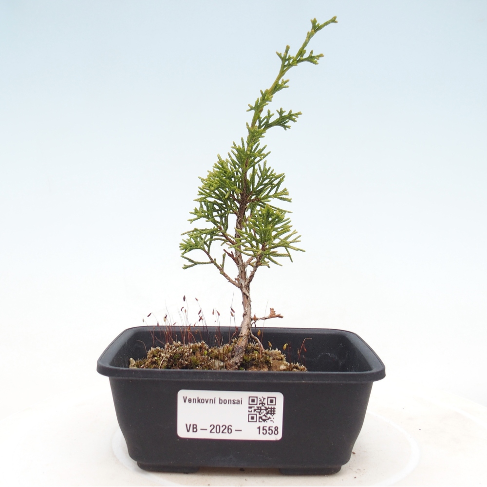 Vonkajší bonsaj - Juniperus chinensis Itoigawa