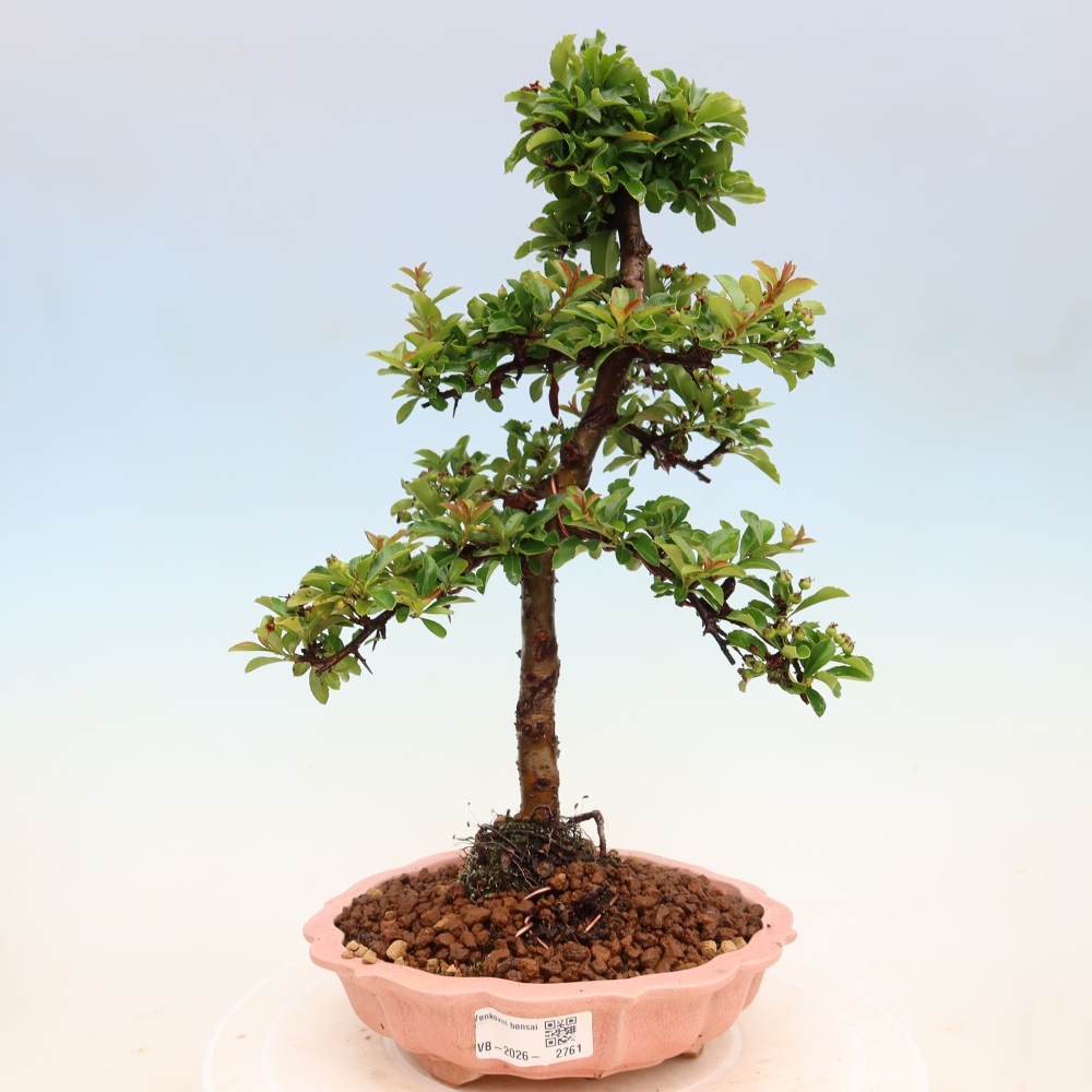 Vonkajší bonsai – Pyracantha teton – hlohovec šarlátový