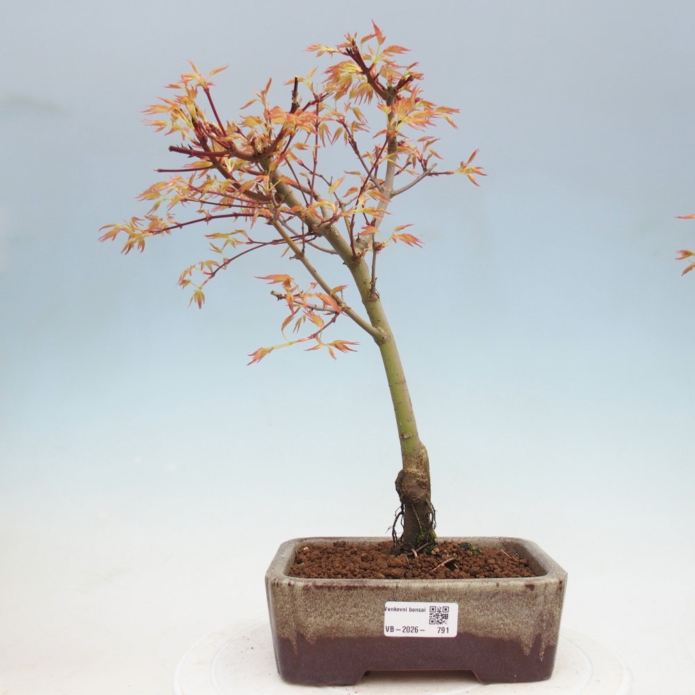 Javor poľný - Acer palmatum Beni Tsukasa