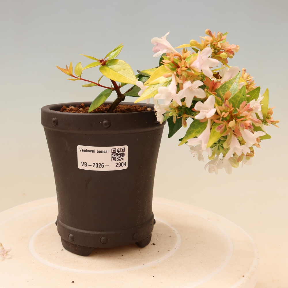 Vonkajší bonsai – Abelia gr. Kleidoscope – Abélie veľkokvetá