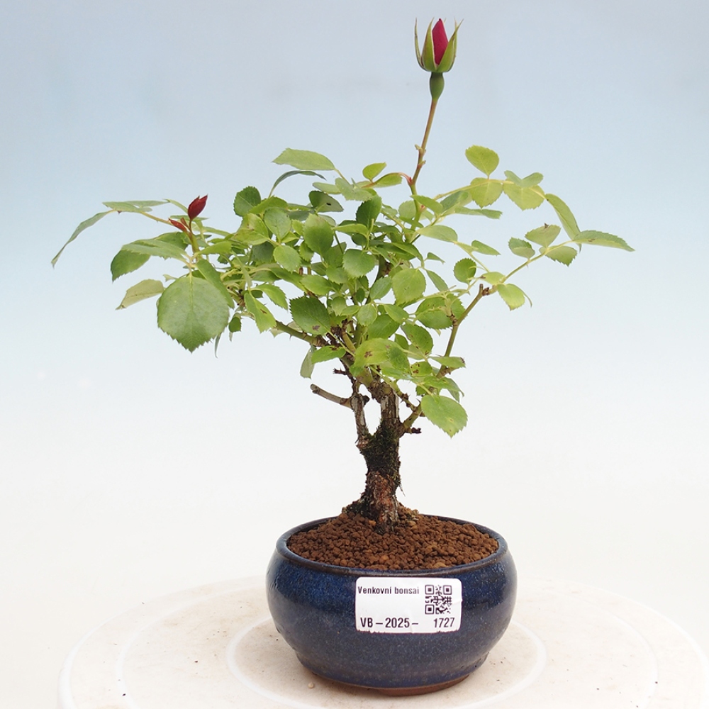 Vonkajší bonsai - Rosa Kordes - ruža