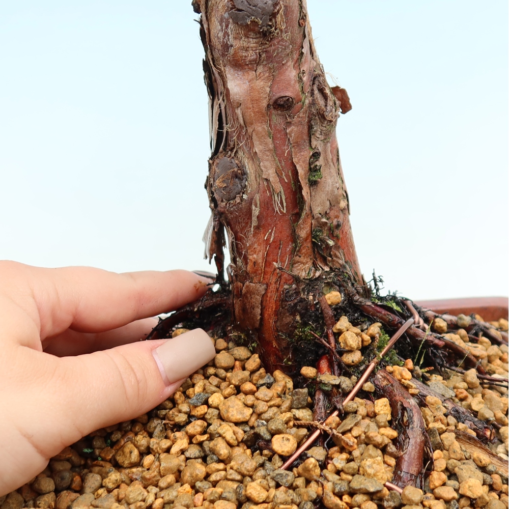 Vonkajší bonsaj - Juniperus chinensis Kishu