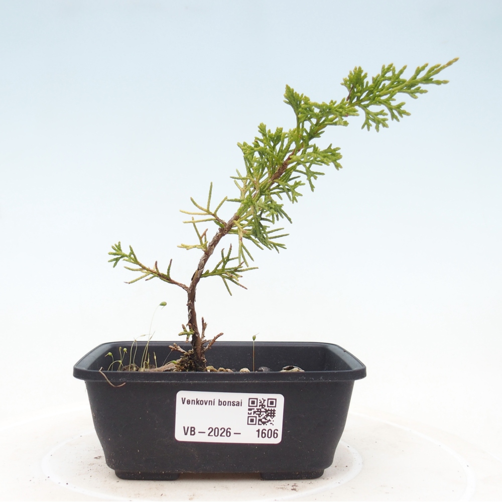 Vonkajší bonsaj - Juniperus chinensis Itoigawa