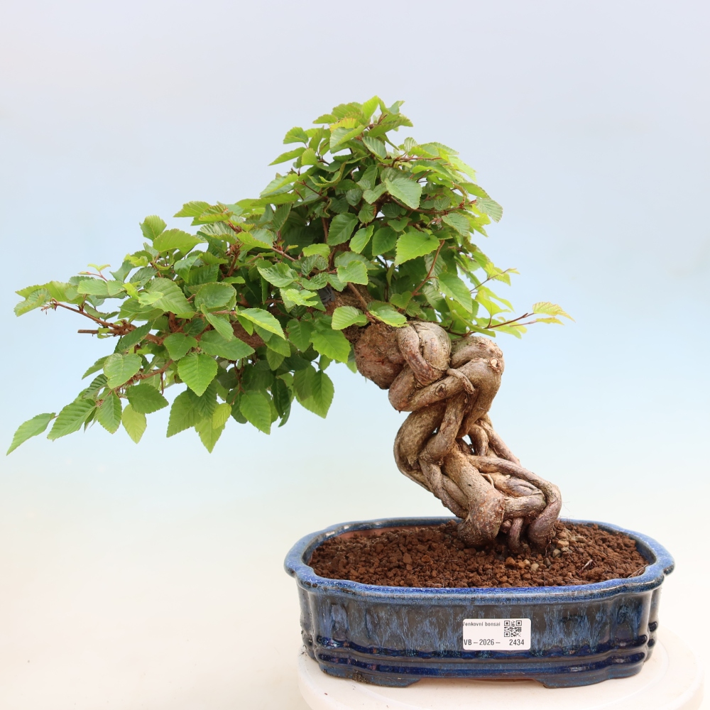 Vonkajší bonsaj -Carpinus coreana - Hrab kórejský