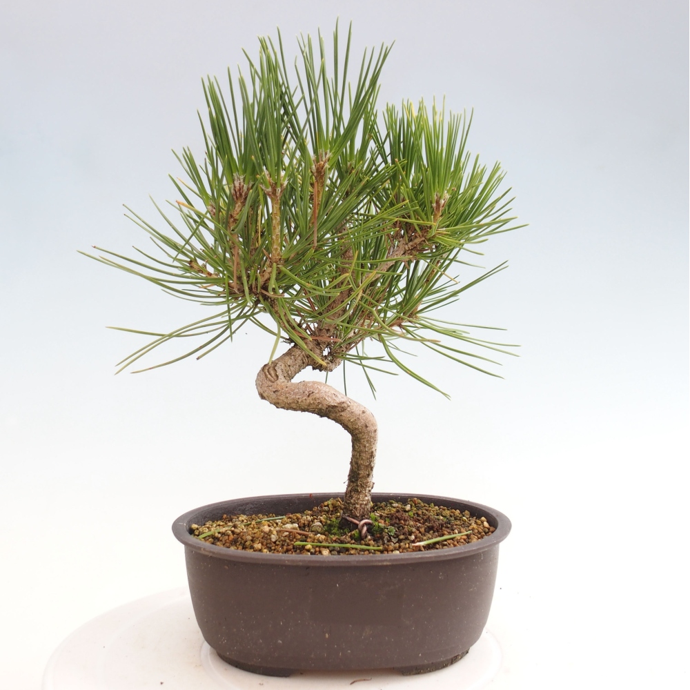 Vonkajší bonsai - Pinus thunbergii - Borovica thunbergova