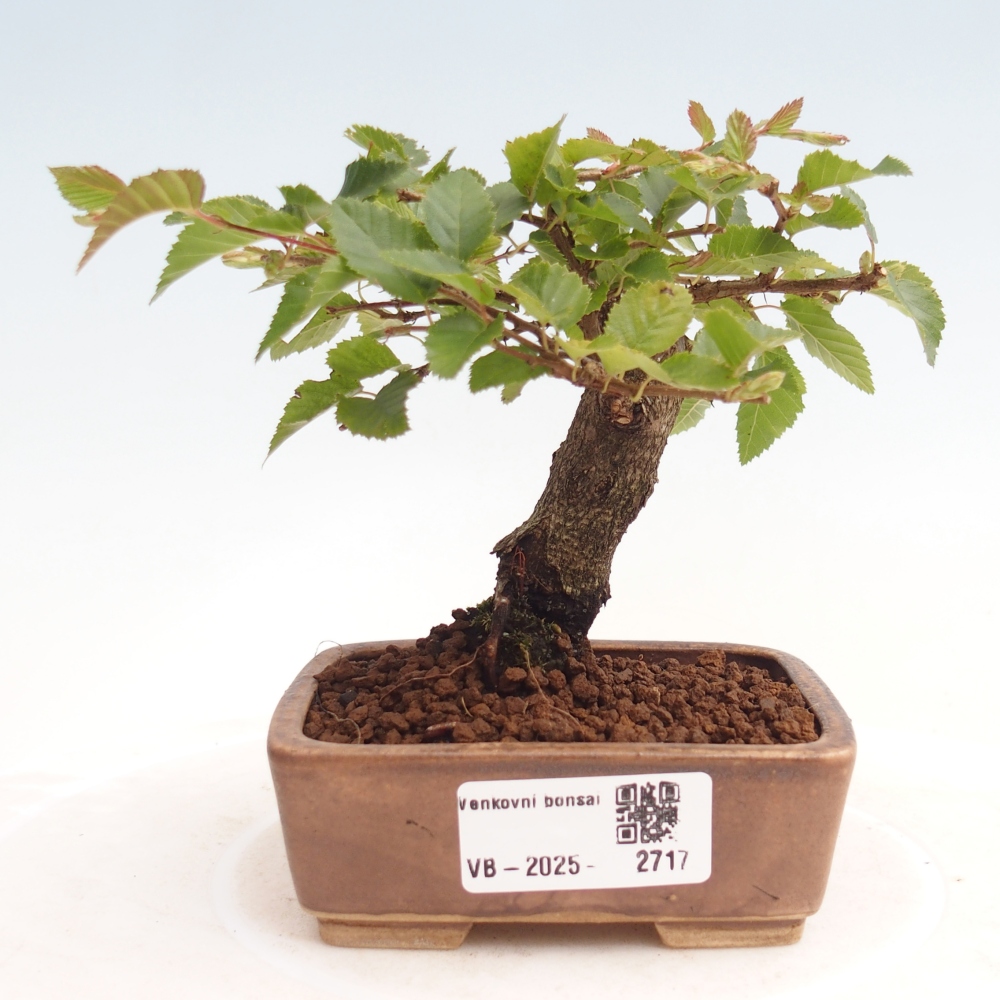 Vonkajší bonsai -Carpinus CARPINOIDES - Hrab kórejský
