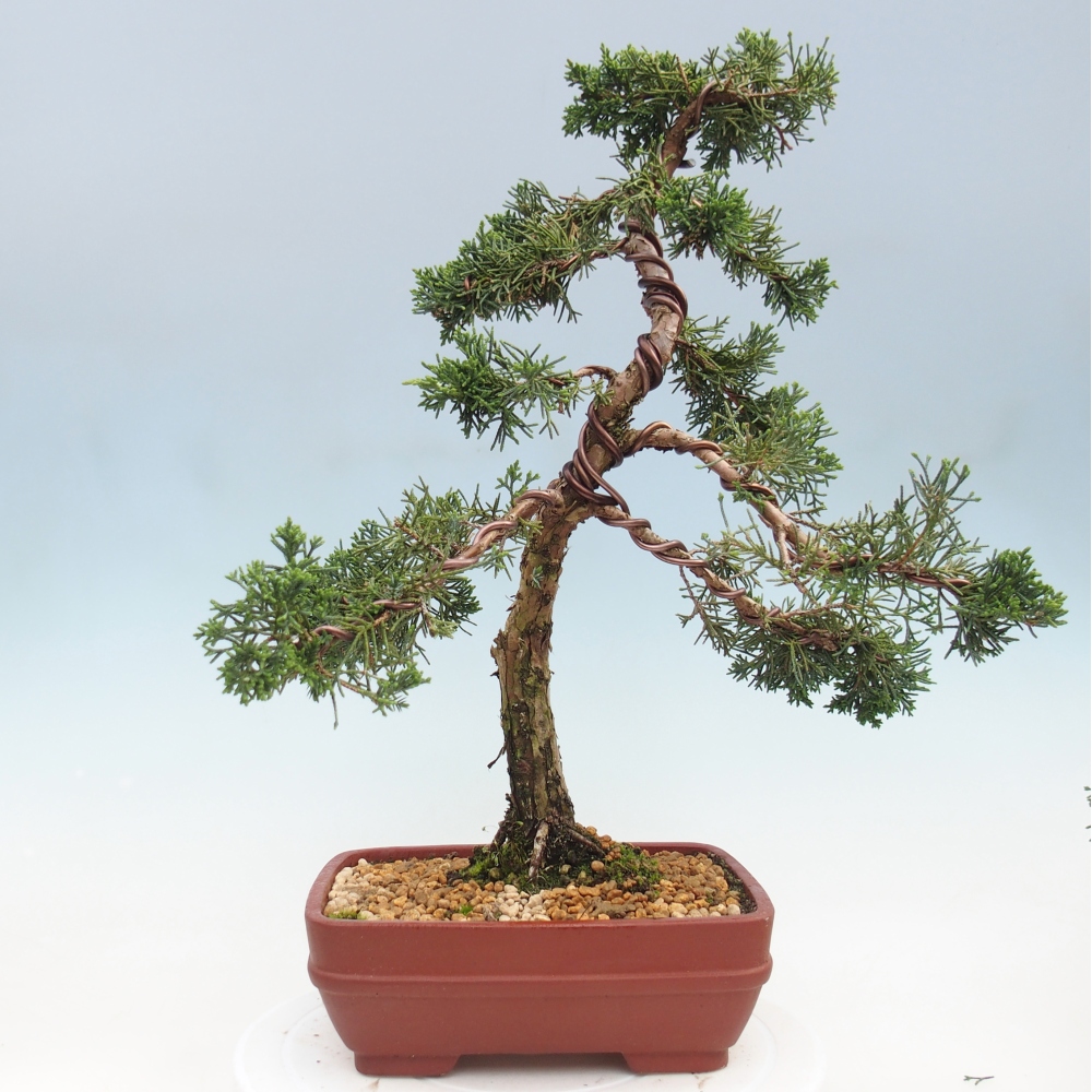 Vonkajší bonsaj - Juniperus chinensis Kishu