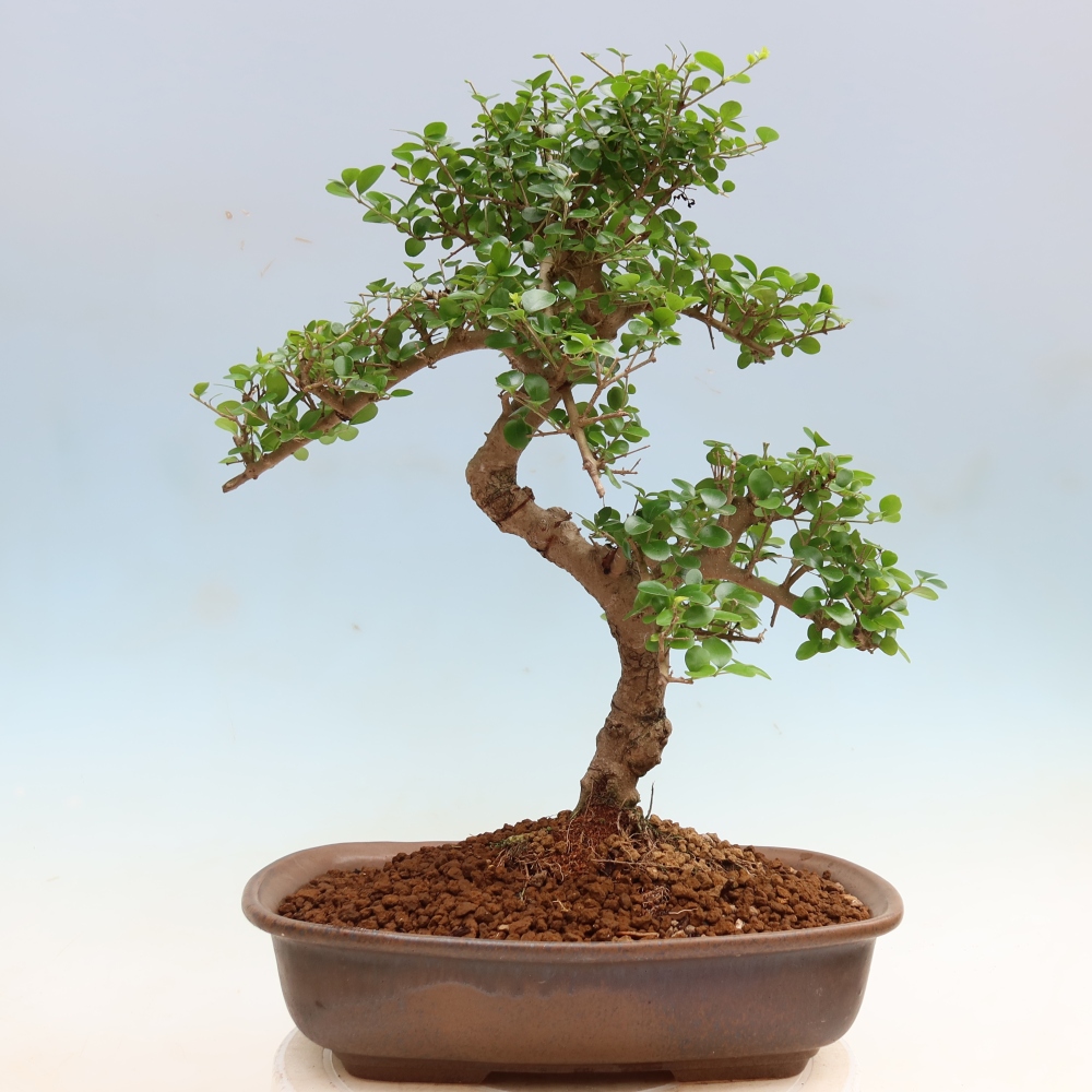 Izbový bonsaj -Ligustrum retusa - drobnolistý vtáčí zob