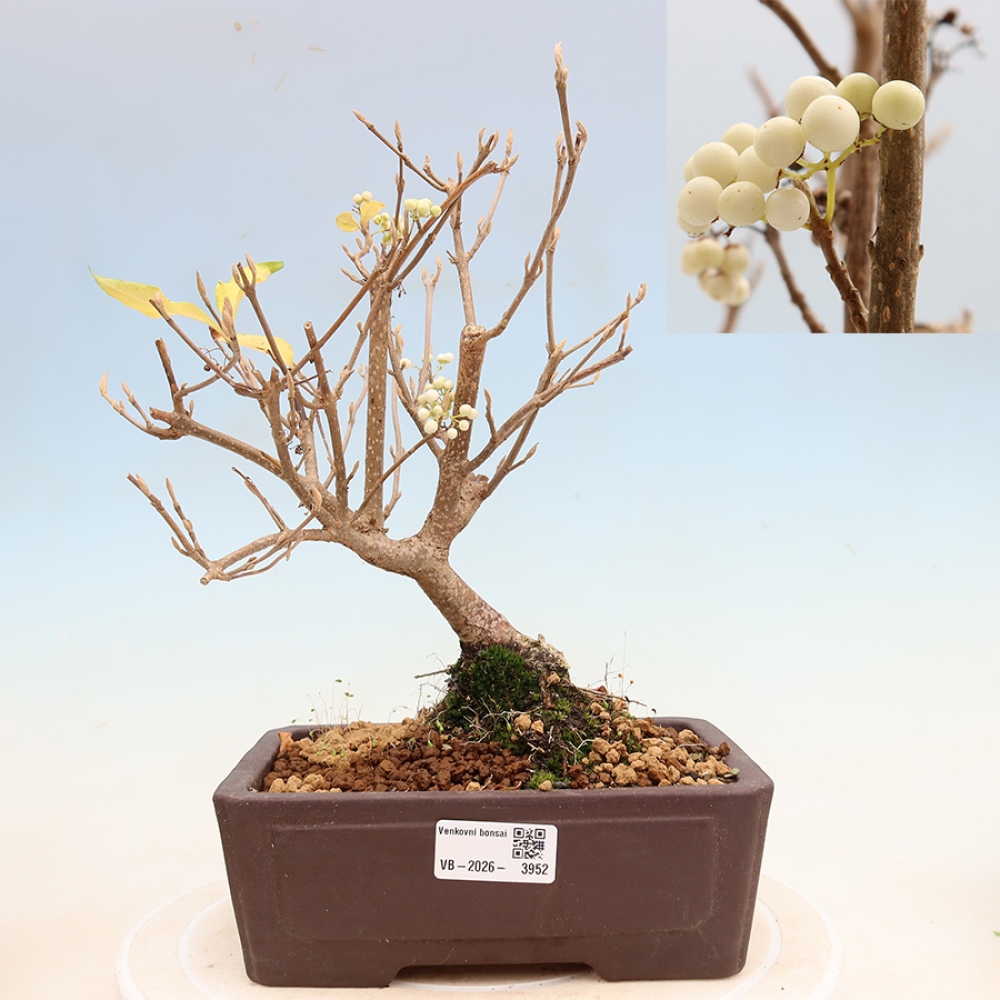 Vonkajší bonsai – Callicarpa bodinieri Snowqueen – krásnoplodka