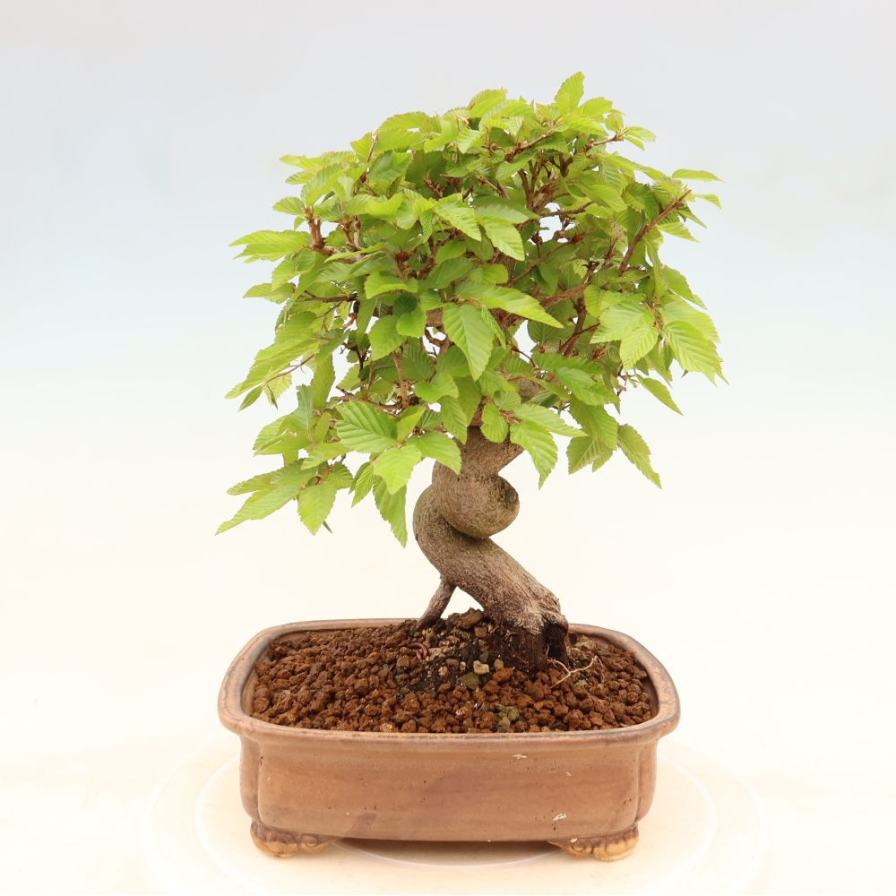 Vonkajší bonsaj -Carpinus coreana - Hrab kórejský