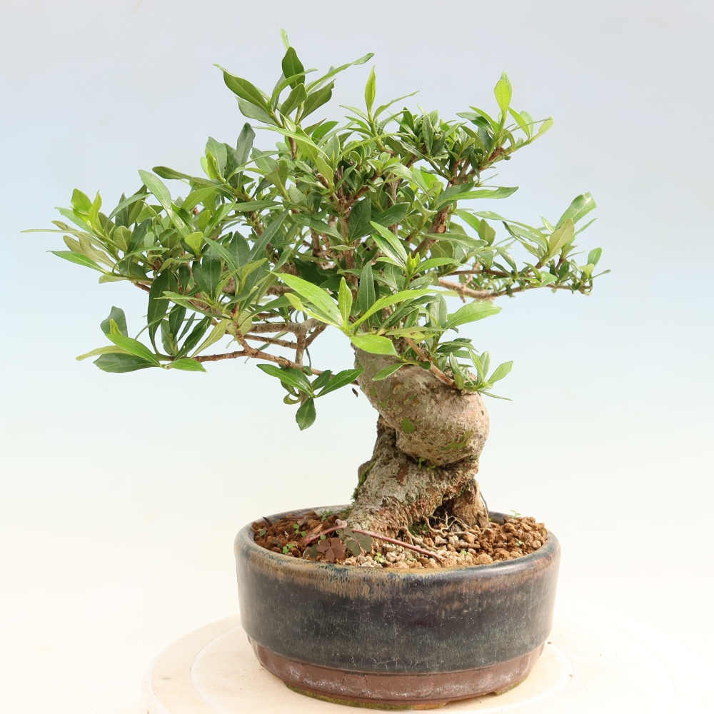 Izba bonsai – Gardenia jasminoides – gardénia