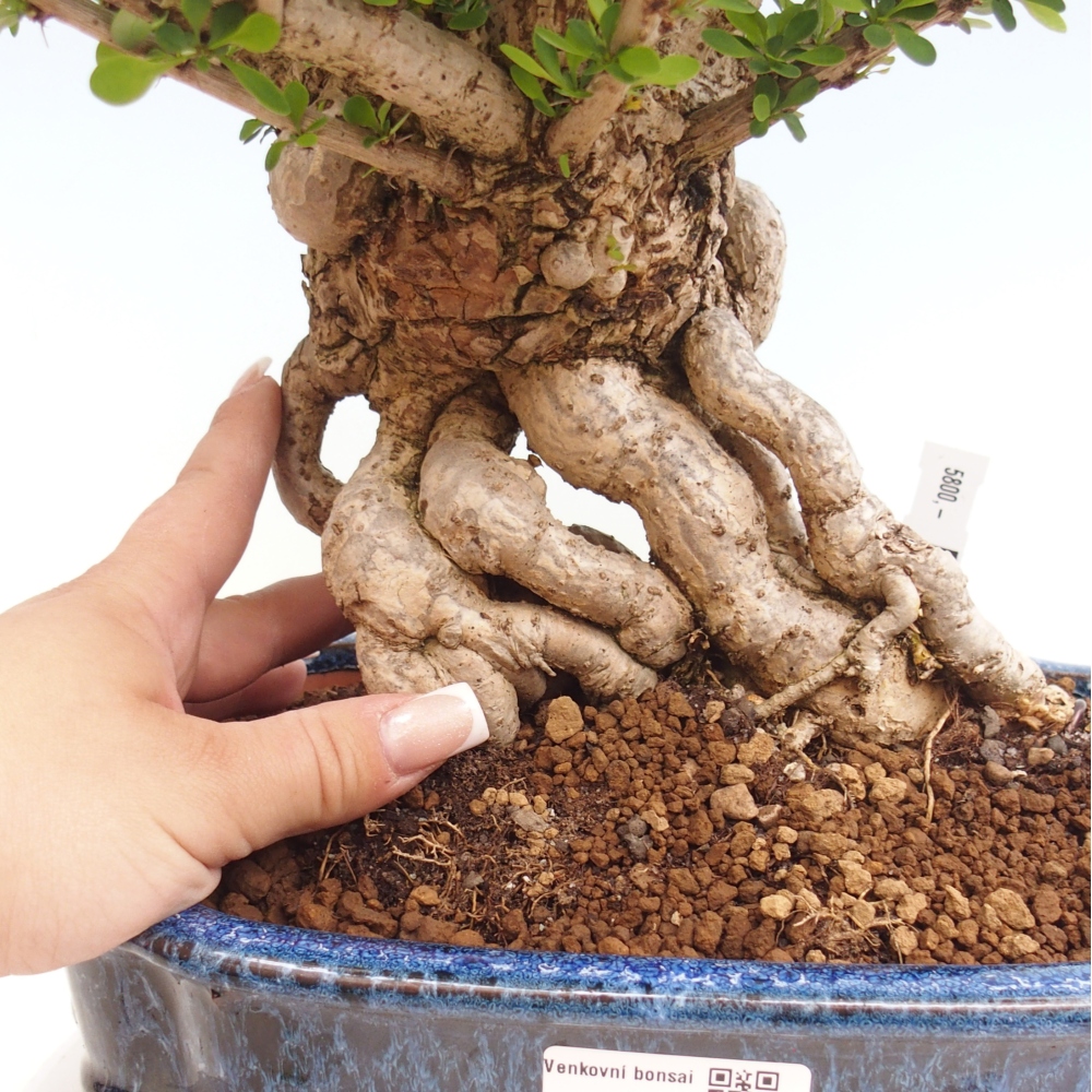 Vonkajšie bonsaje - Berberis coreana