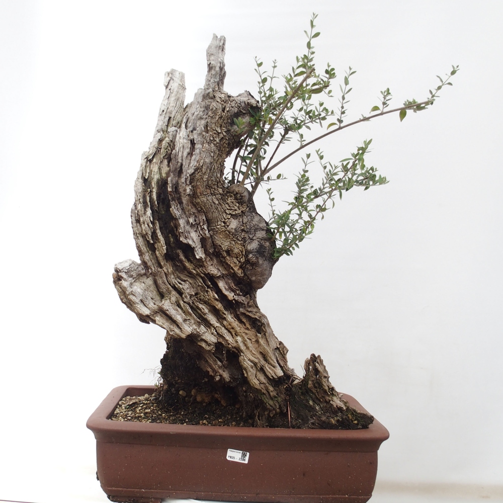 Izbová bonsai - Olea europaea sylvestris -Oliva evropská drobnolistá