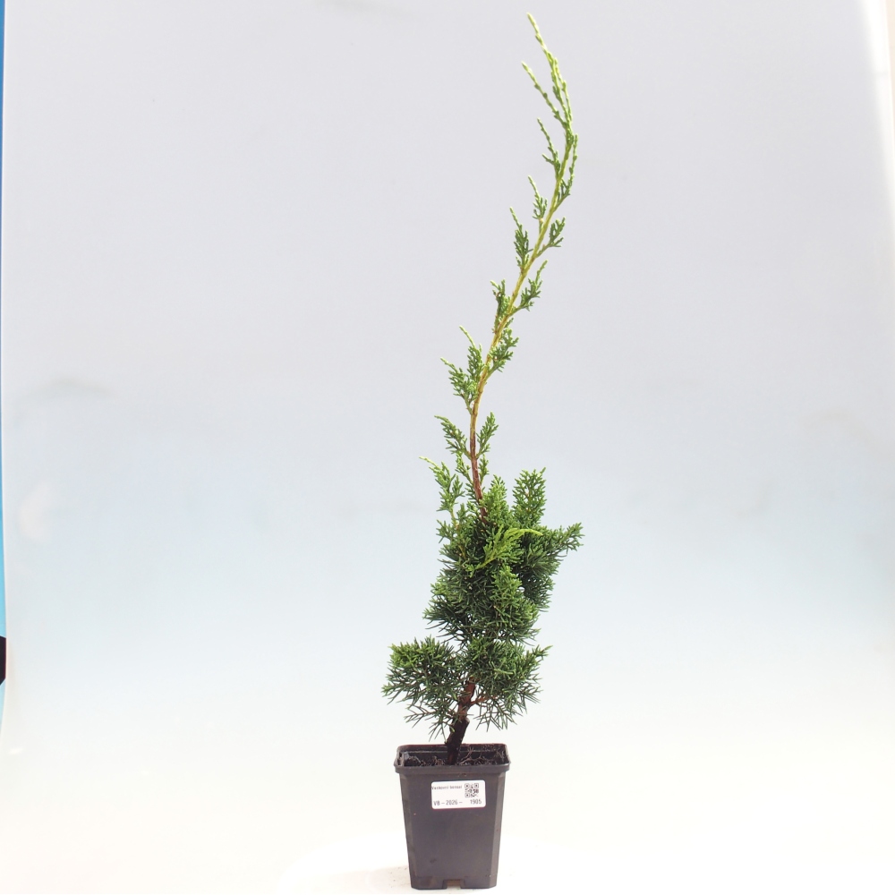 Vonkajší bonsaj - Juniperus chinensis Kishu