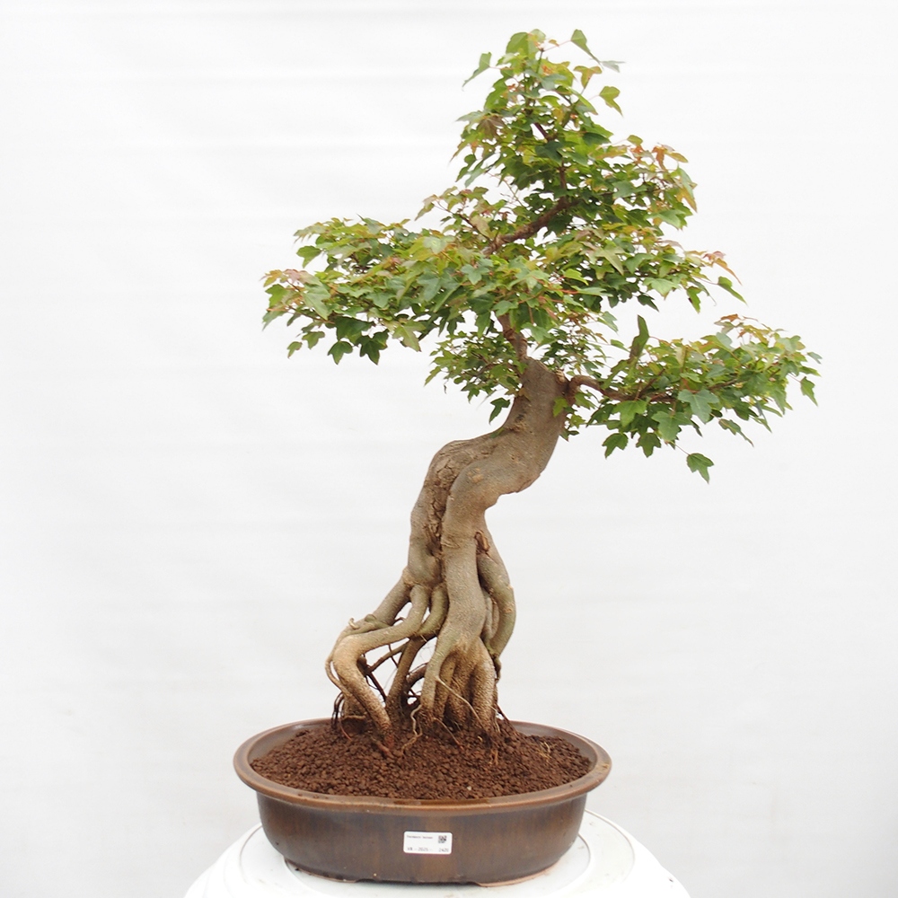 Vonkajšie bonsai - Javor Buergerianum - Javor Burgerův