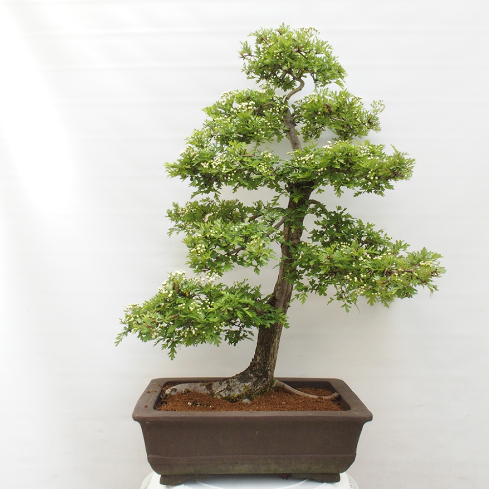 Vonkajší bonsai - Hloh - Crataegus monogyna