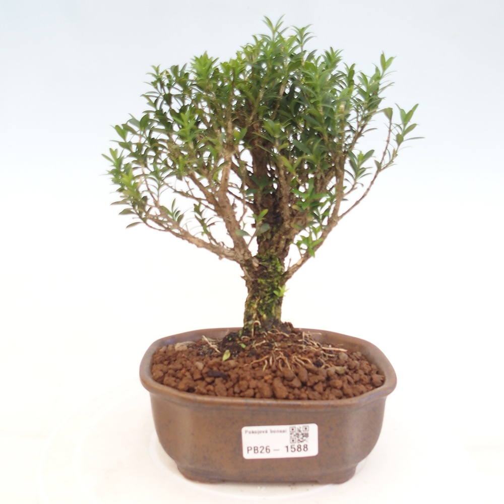 Izbové bonsaje - Buxus harlandii - korkový buxus