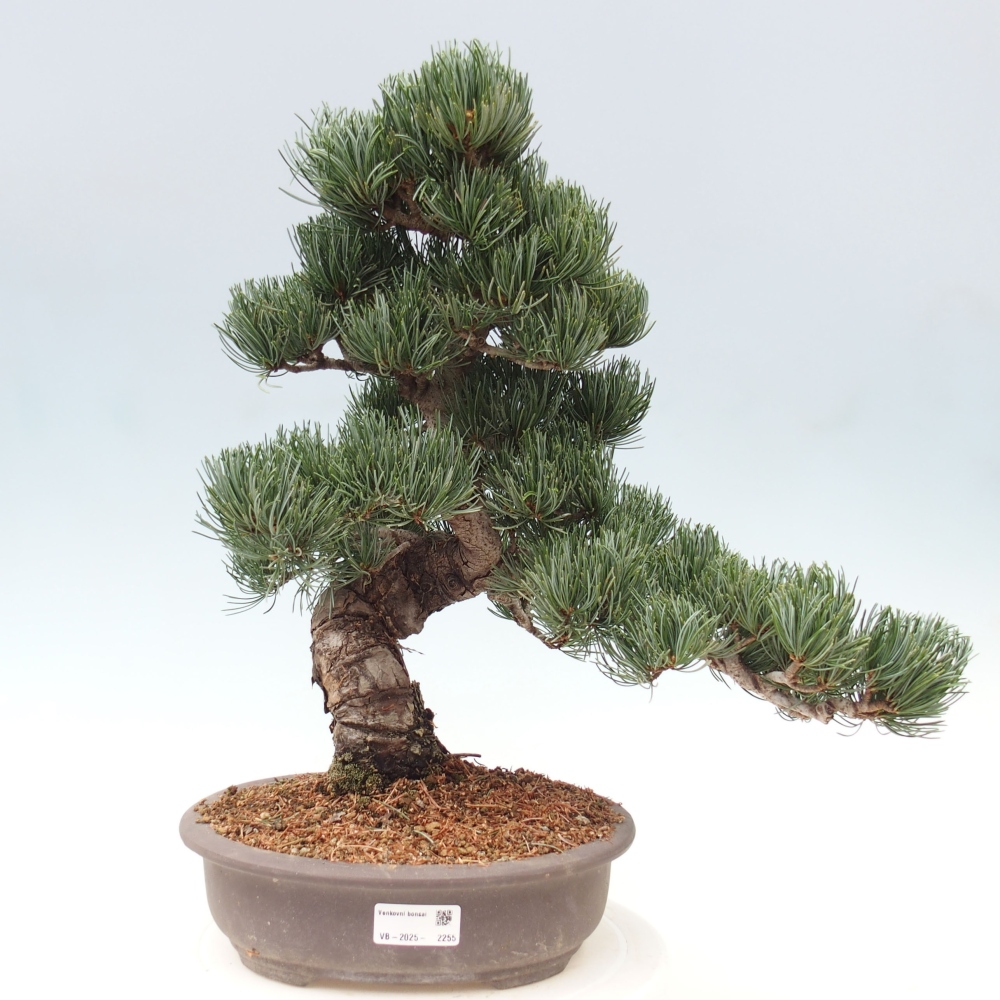 Vonkajšie bonsai - Pinus parviflora - Borovica drobnokvetá
