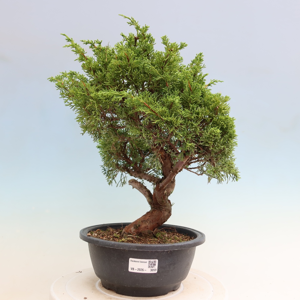 Vonkajší bonsai – Juniperus chinensis Itoigawa – čínsky jalovec