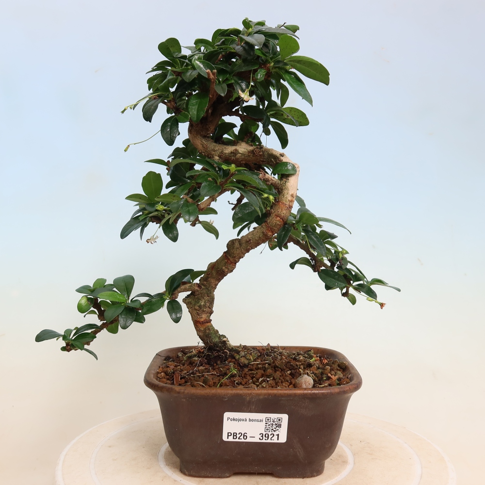 Izbové bonsaje - Carmona macrophylla - Tea fuki