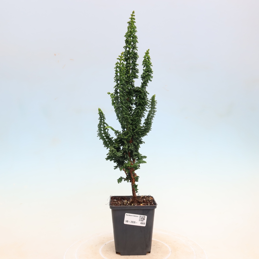 Vonkajší bonsaj - Cham. obtusa SEKKA HINOKI - Cypruštek