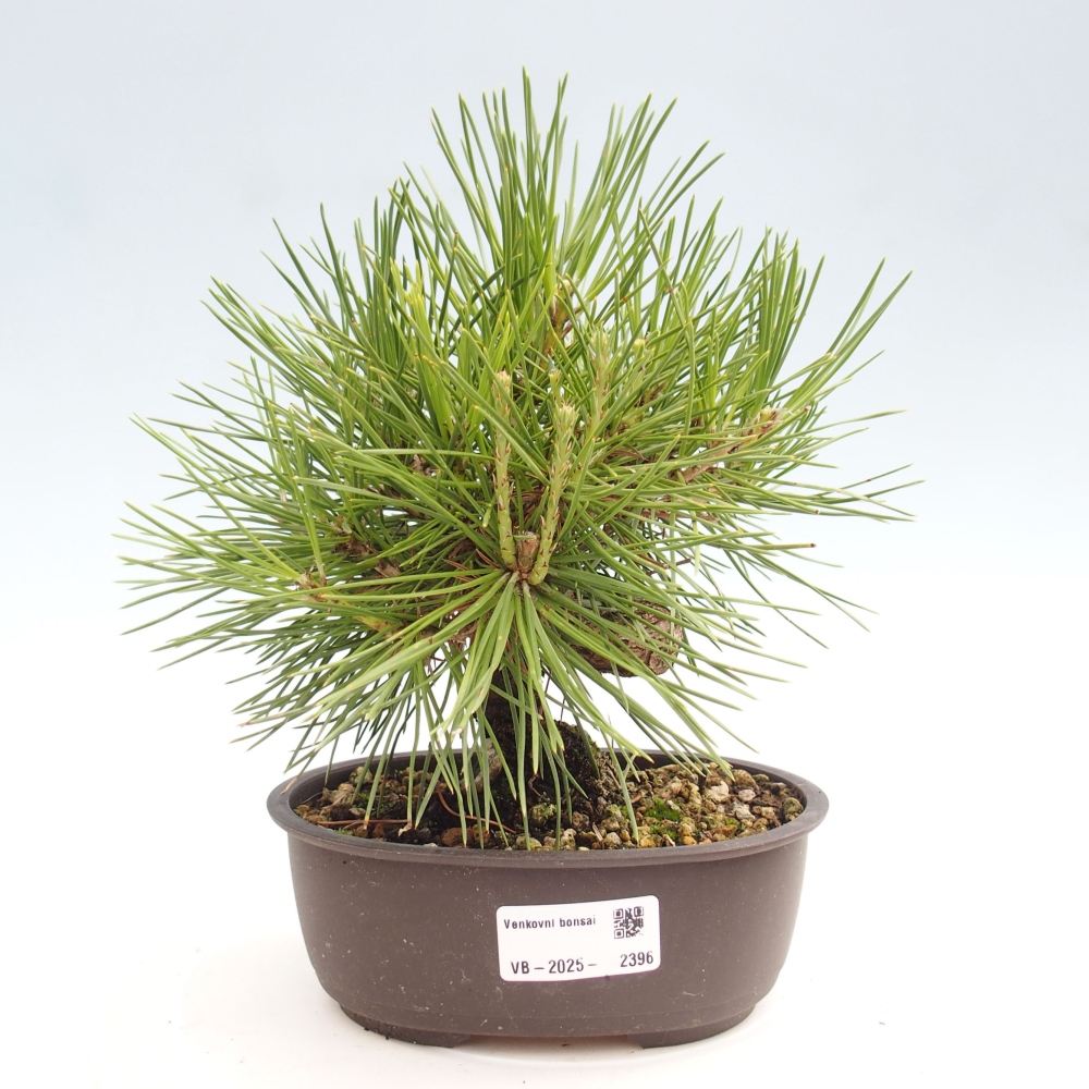 Vonkajší bonsai - Pinus thunbergii - Borovica thunbergova