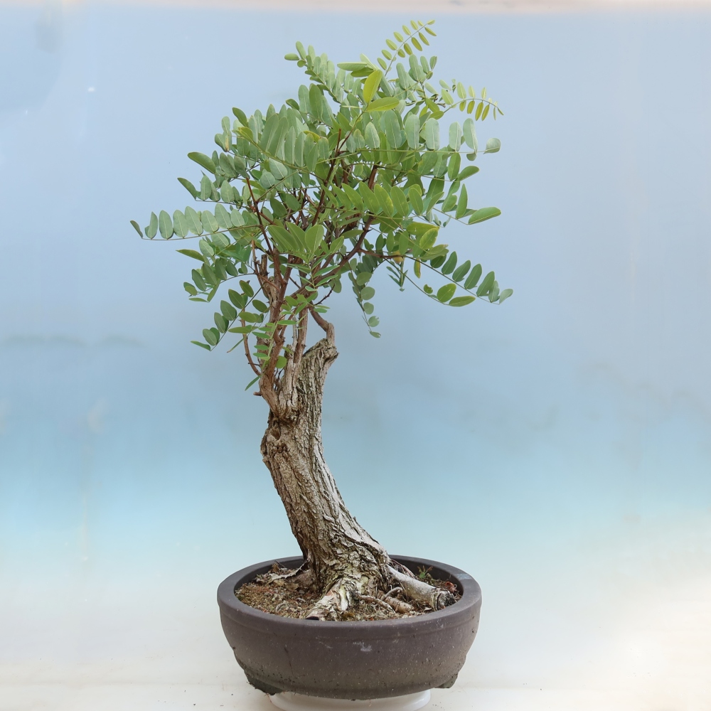 Vonkajší bonsai – trnovník akát – Robinia pseudoacacia