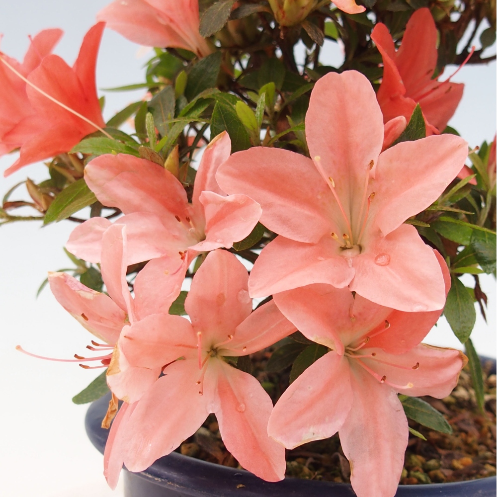 Vonkajší bonsai - Japonská azalka -  Azalea Nikko
