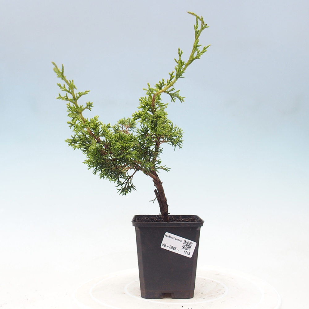 Vonkajší bonsaj - Juniperus chinensis Itoigawa