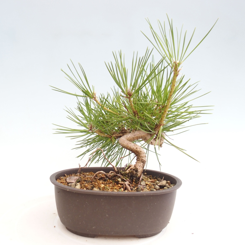 Vonkajší bonsai - Pinus thunbergii - Borovica thunbergova