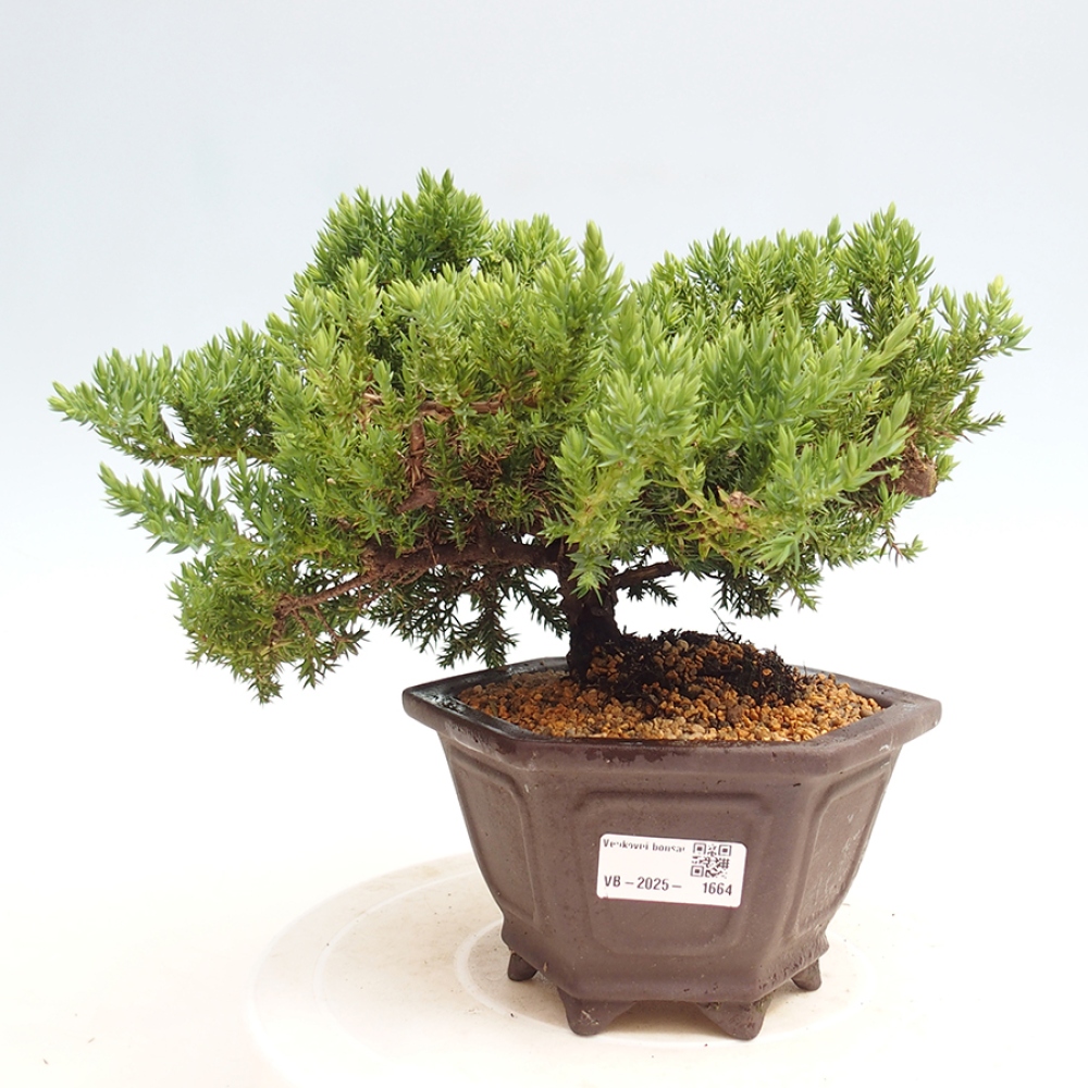 Vonkajší bonsai - Juniperus procumbens - Borievka polehavá