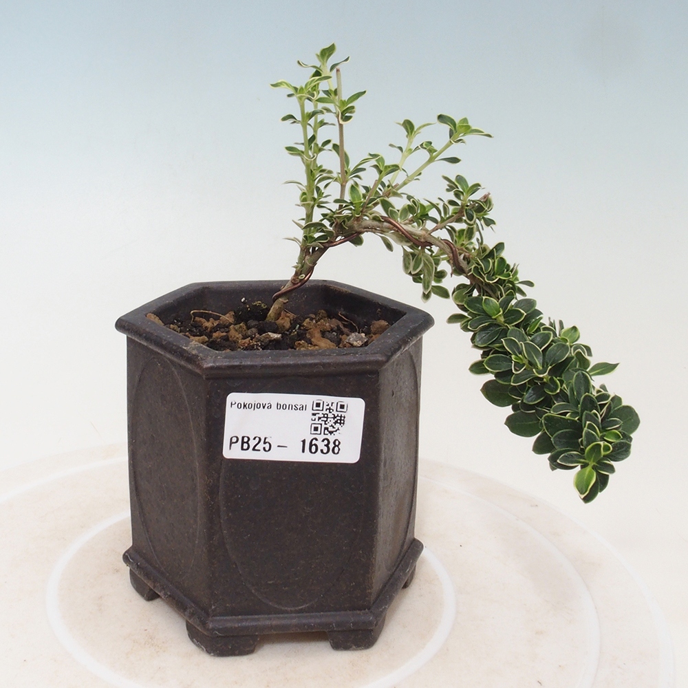 Izbová bonsai - Serissa foetida Variegata - Strom tisíce hviezd