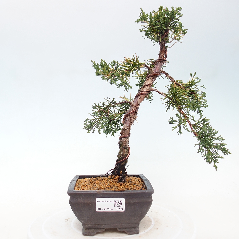 Vonkajší bonsaj - Juniperus chinensis Kishu