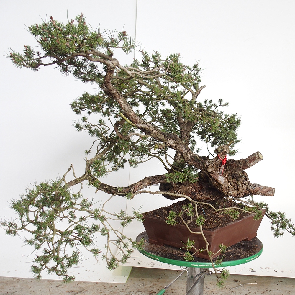 Yamadori - Pinus sylvestris Španielsko