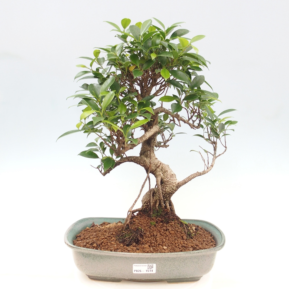 Izbové bonsaje - Ficus kimmen - drobnolistý fikus