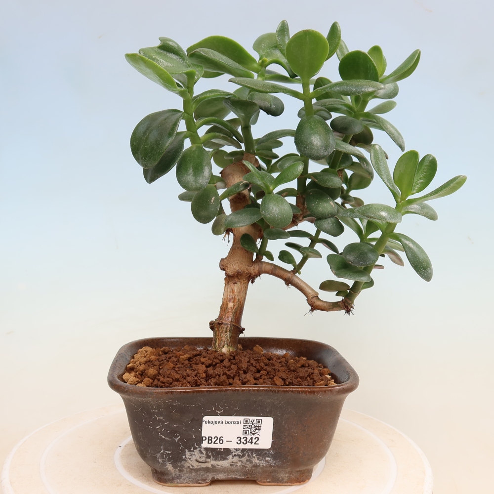Izba bonsai – Crassula ovata