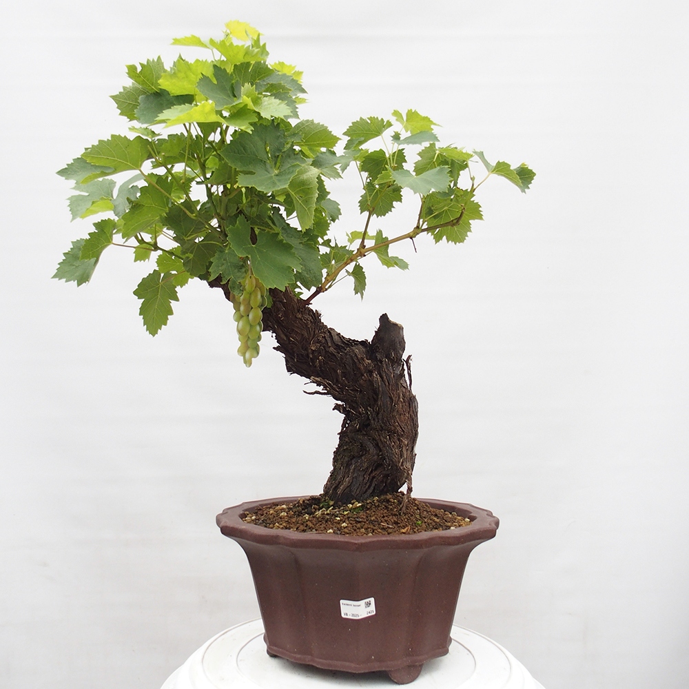 Vonkajší bonsai - Vitis vinnifera MUSKAT ITALIA  - Vínna réva